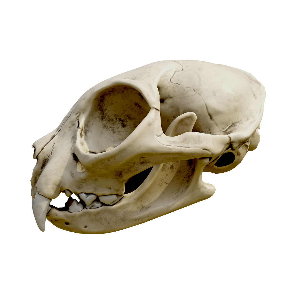 Cat skull