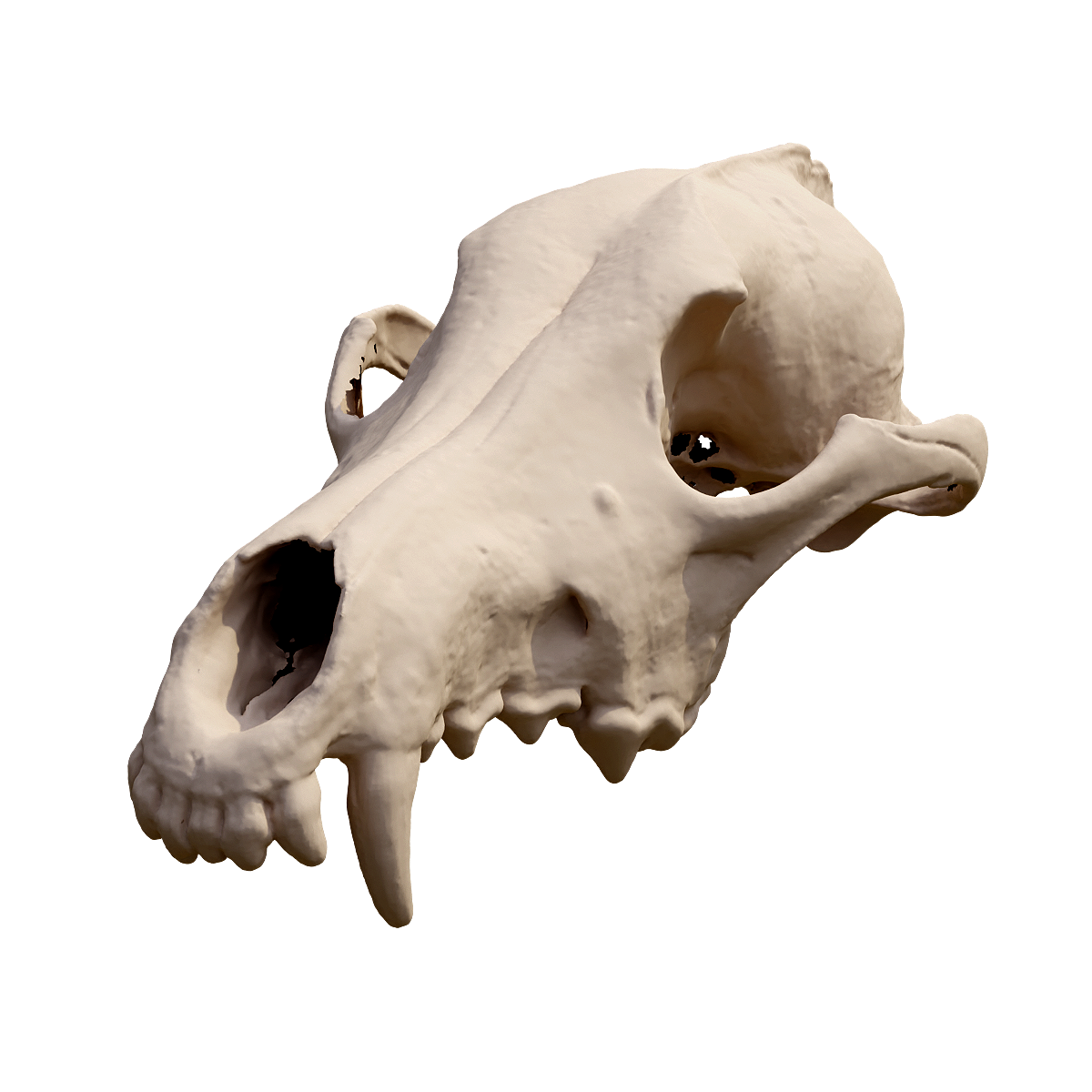 Upper half skull of coyote