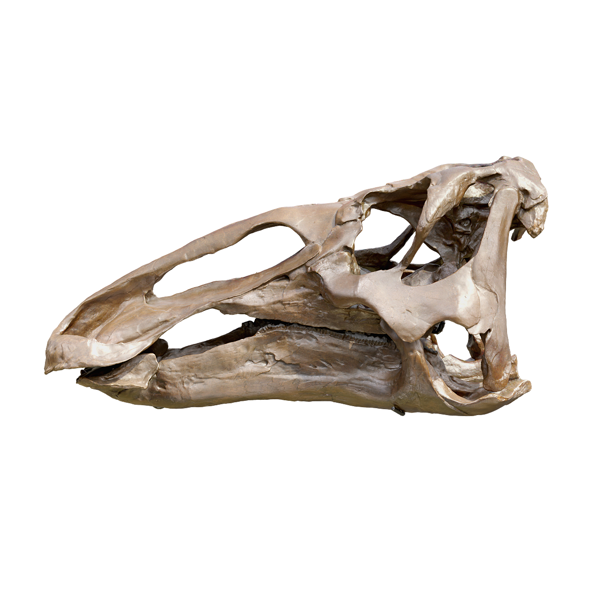 Edmonton Dragon Head Bone Fossil