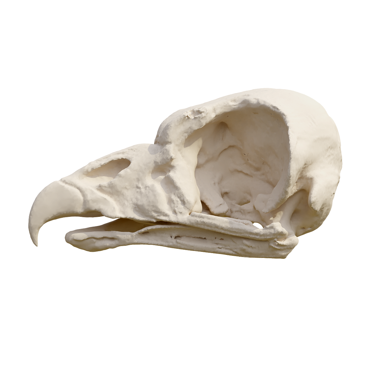 Vulture skull