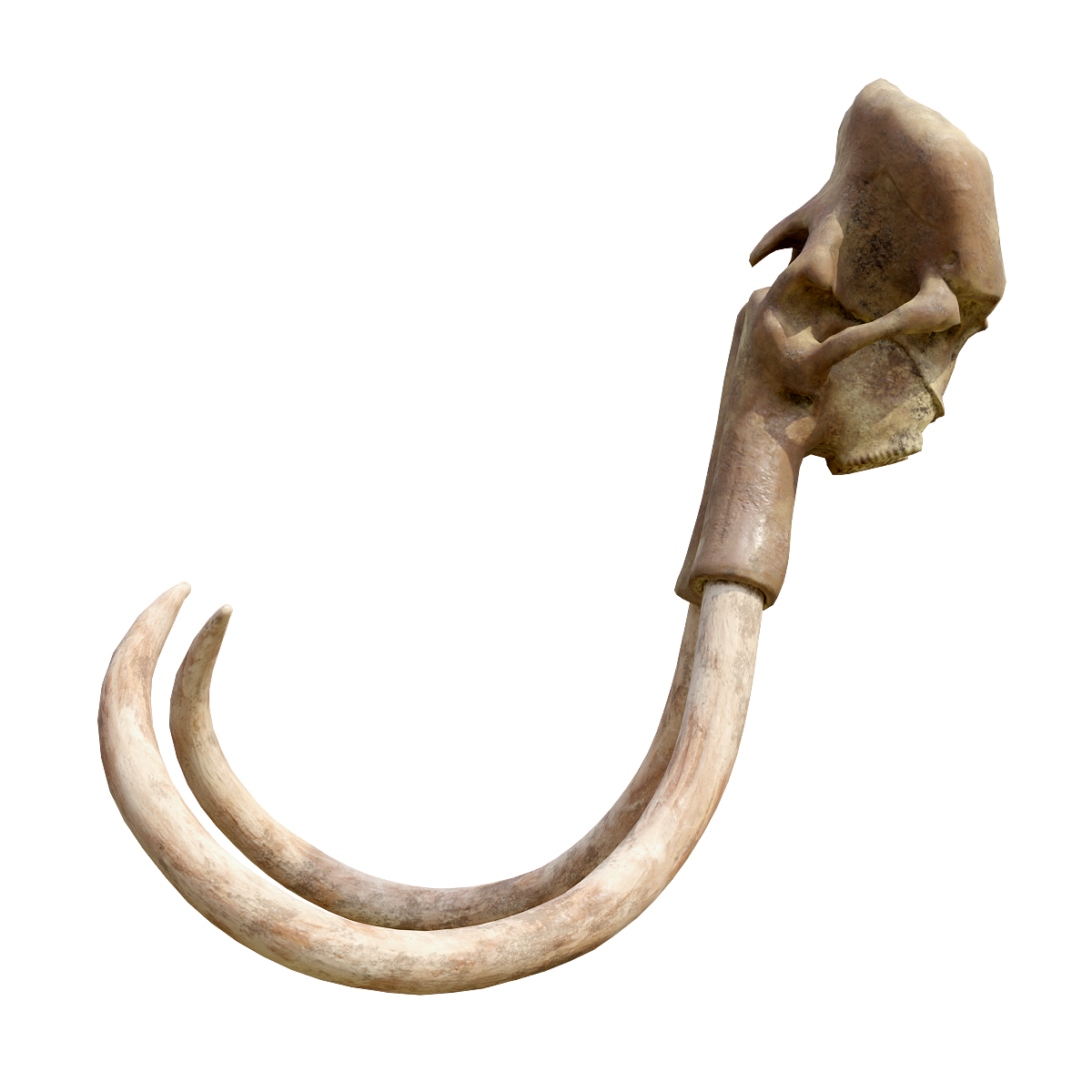 Fossil skull of woolly mammoth