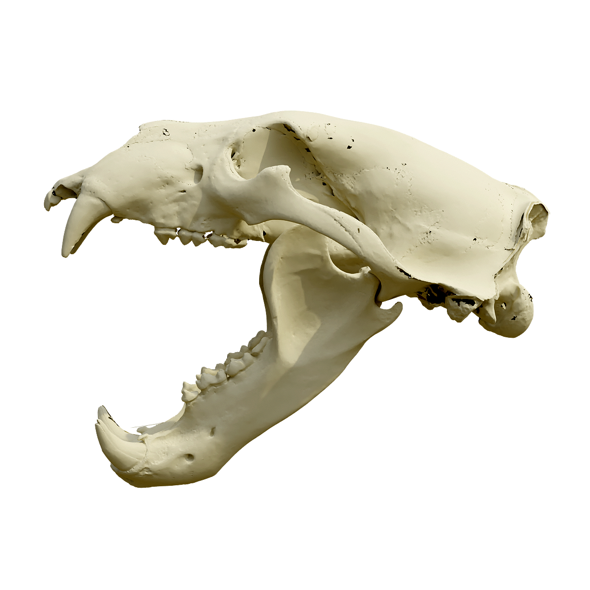Polar bear skull
