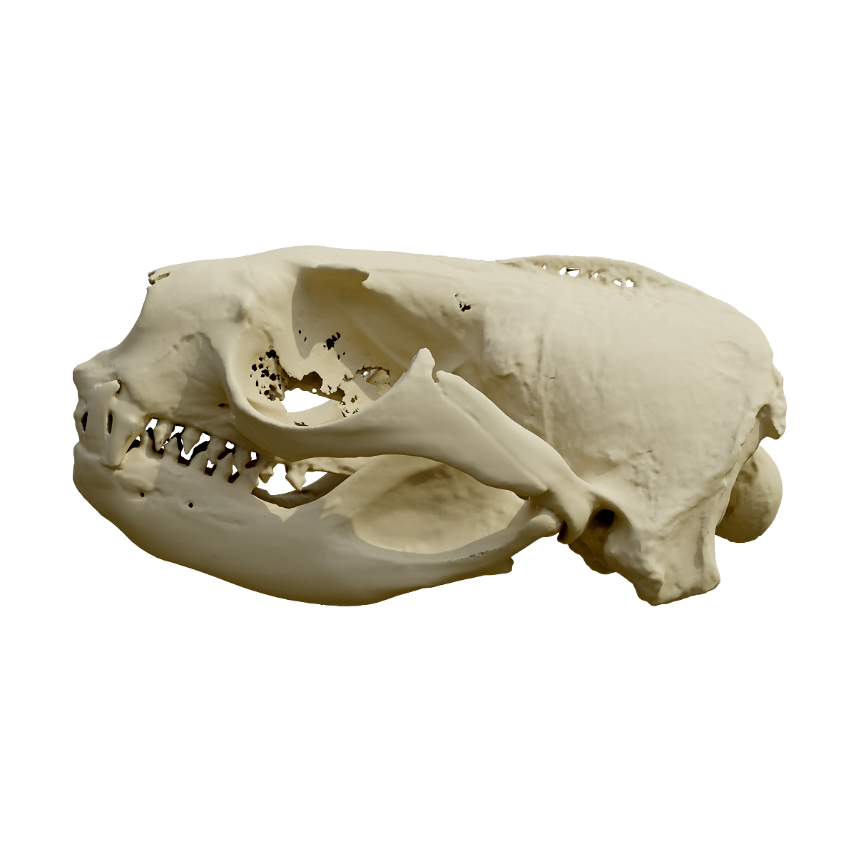 Sea Lion Skull