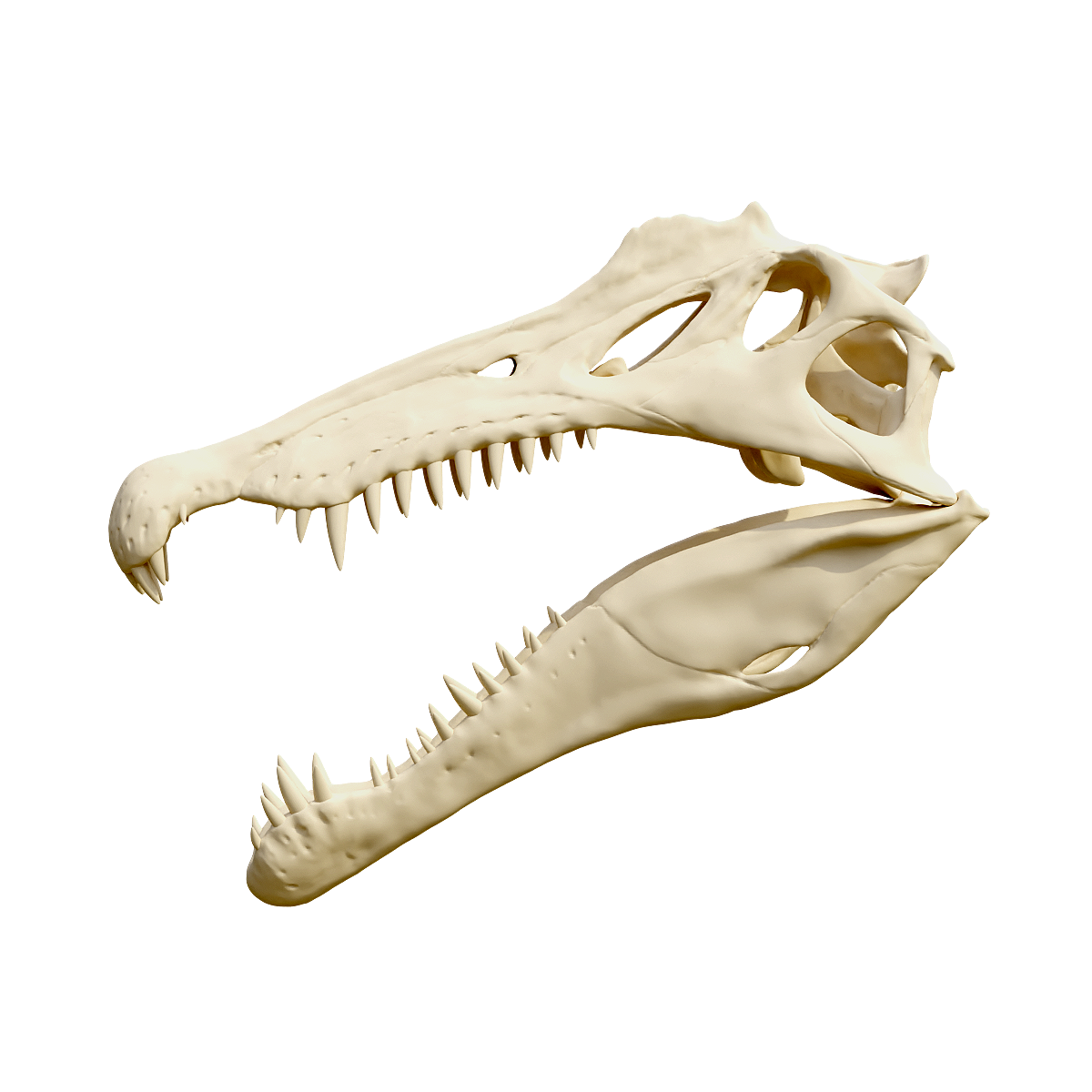 Spinosaurus skull fossil