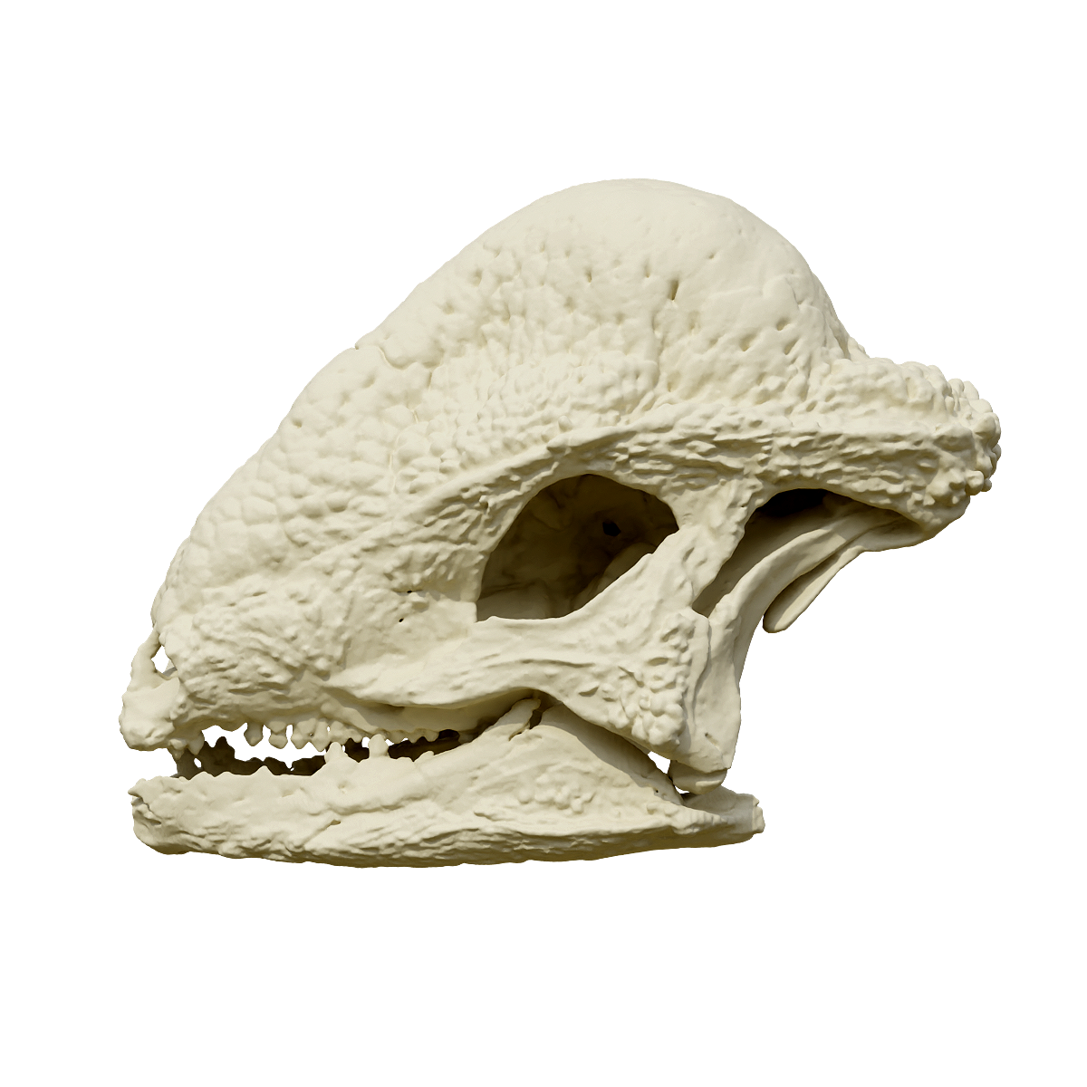 Skull fossil of swollen dragon