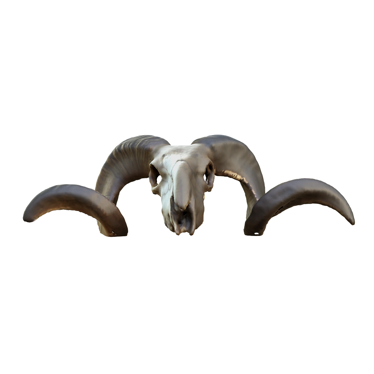 Big Horn Sheep Skull