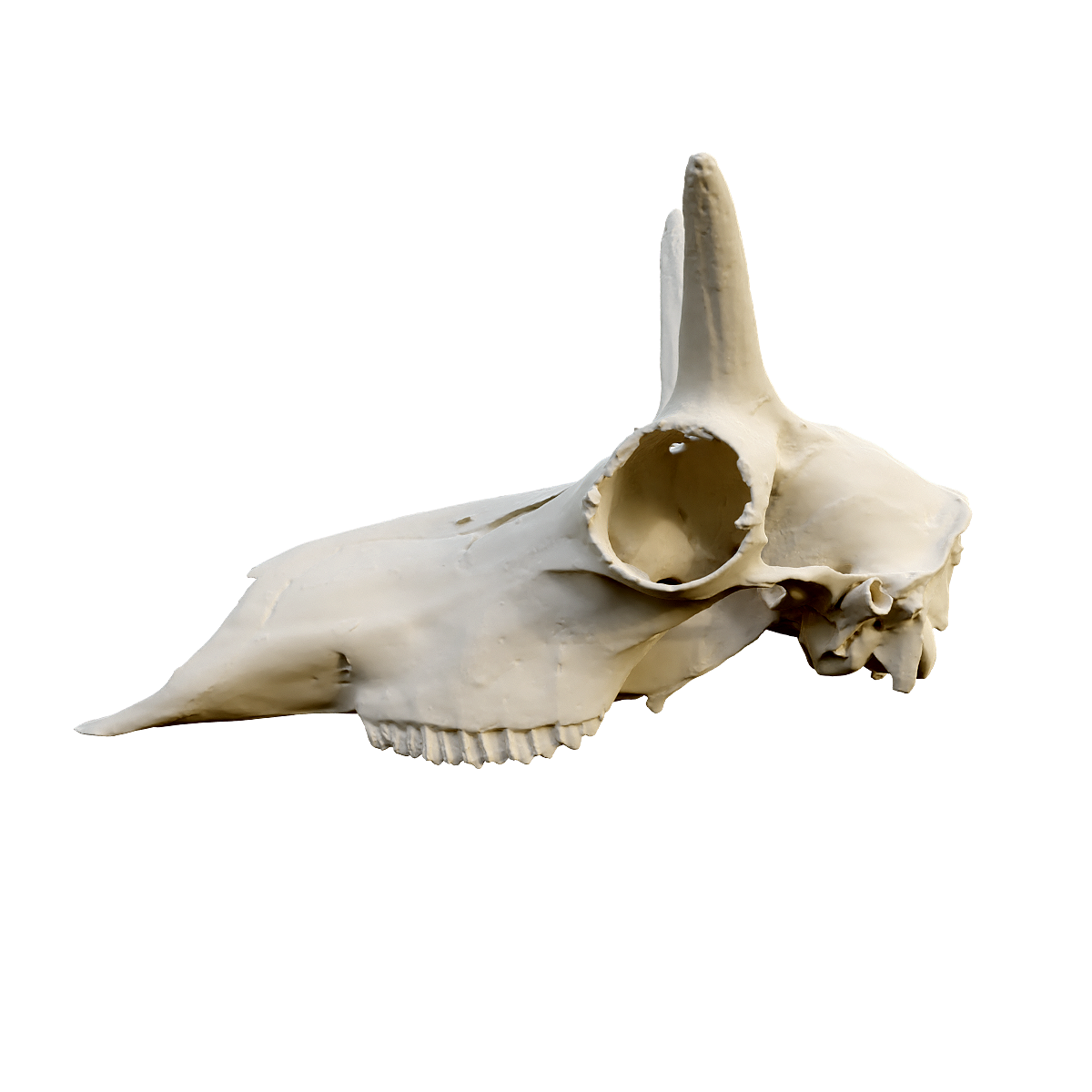Upper skull of pronghorn