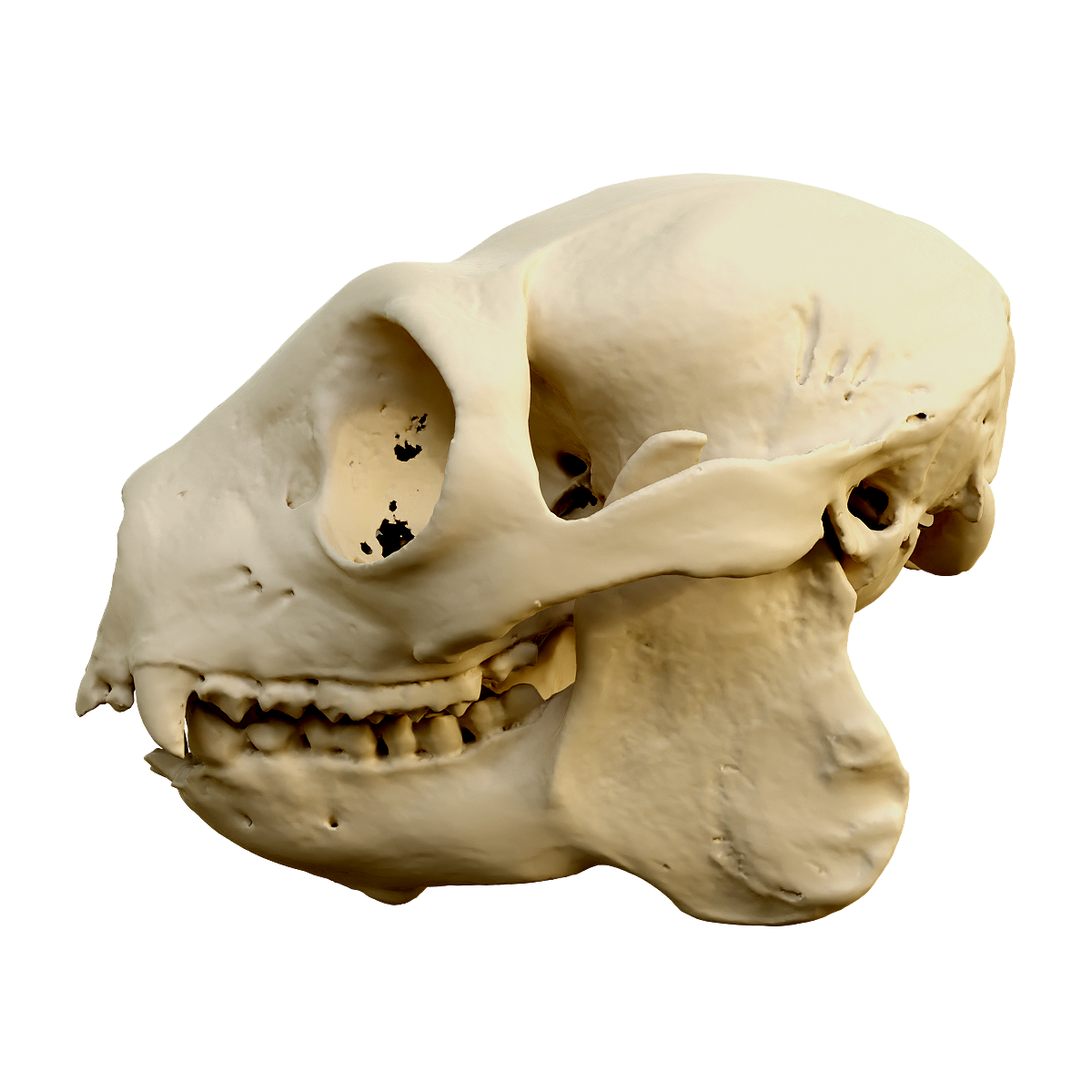 Fox monkey skull