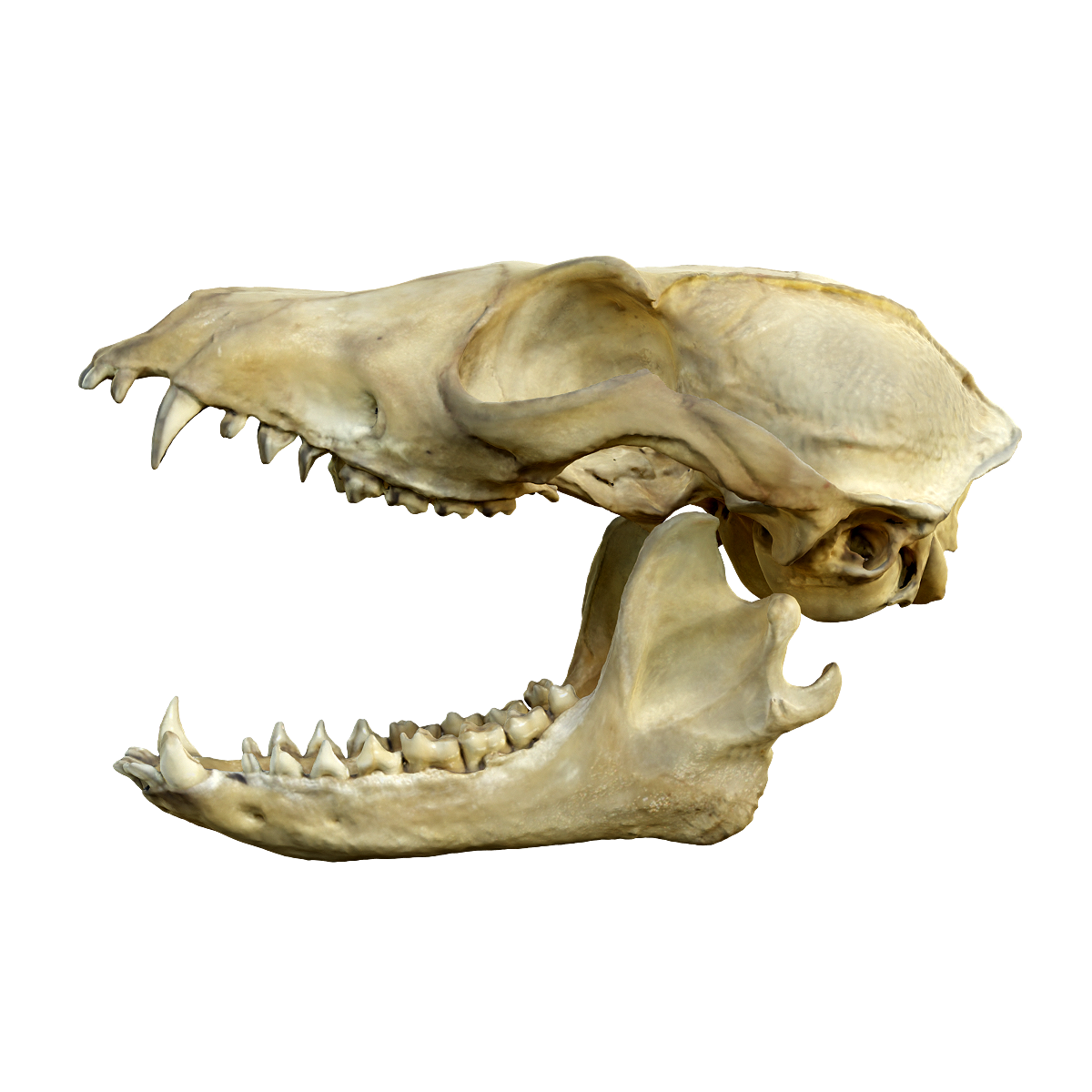 Fox Skull - Open Mouth