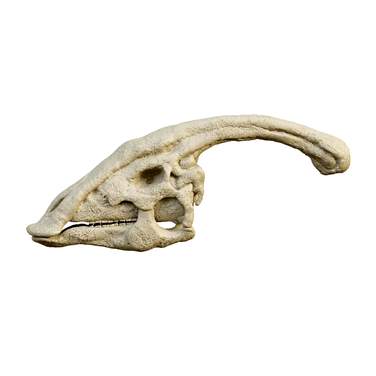 Fossil of the skull of the Pterosaurus rex
