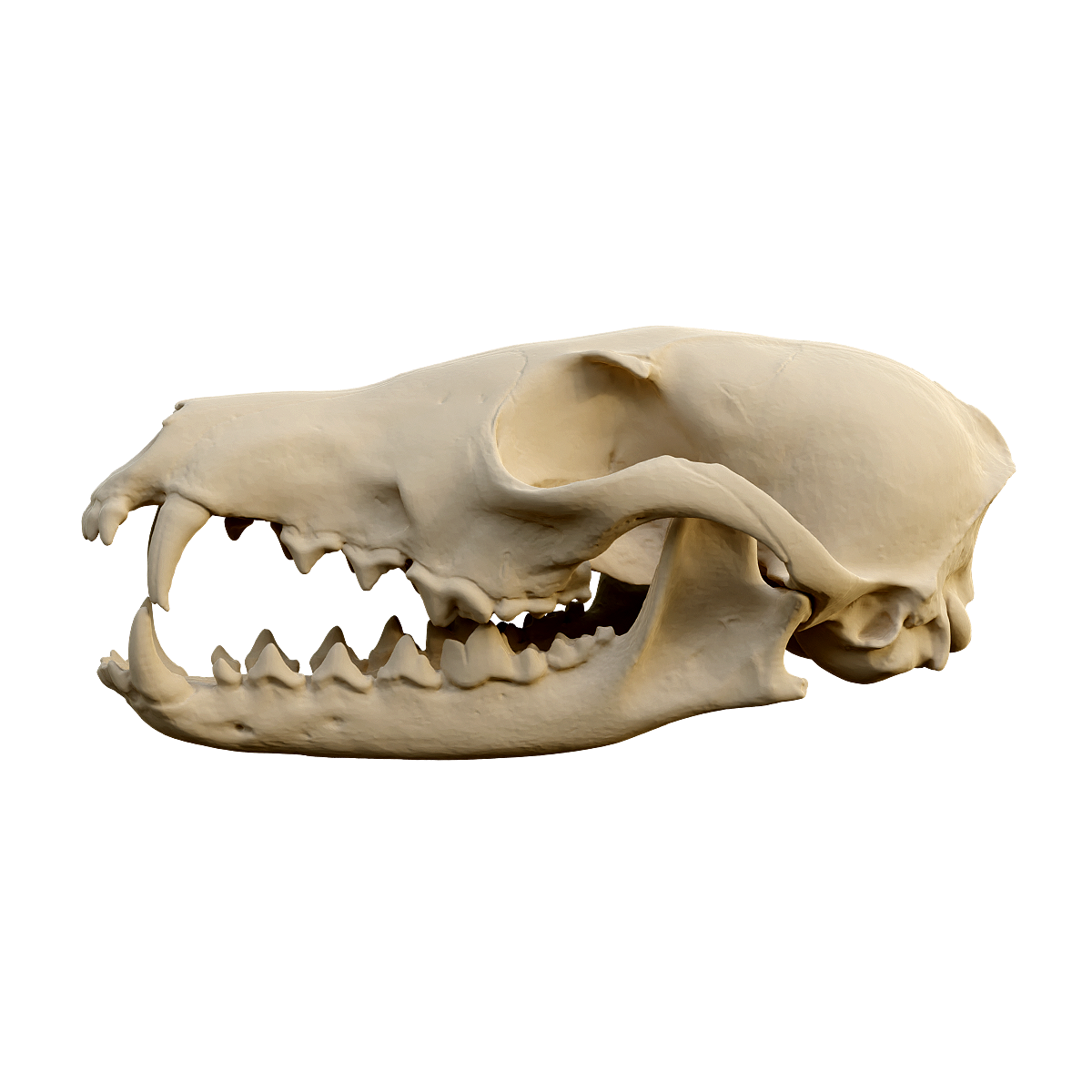 Fox Skull - Closed Mouth