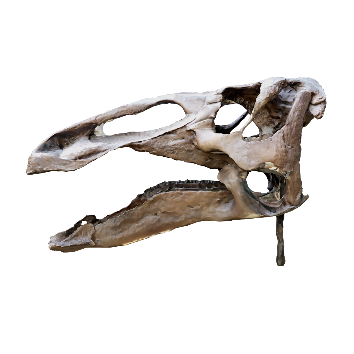 Edmonton Dragon Head Bone Fossil