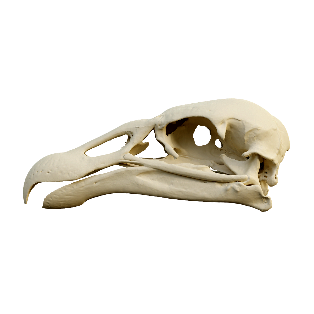 Andean bald eagle skull