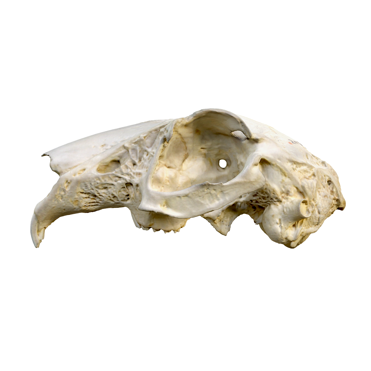 Rabbit upper skull