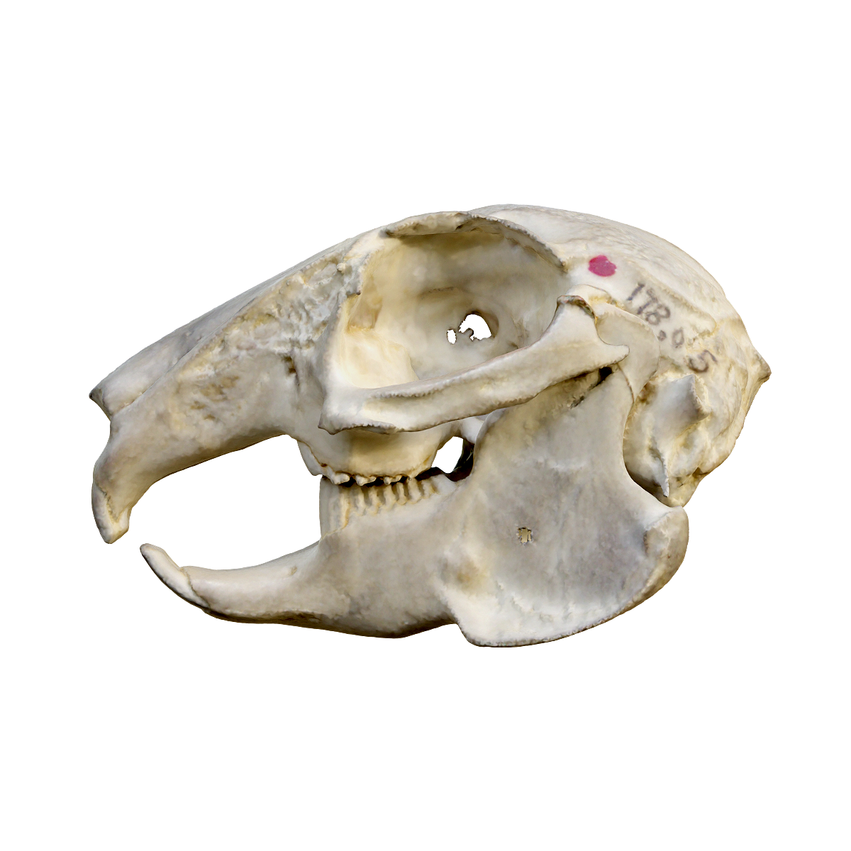 Rabbit skull