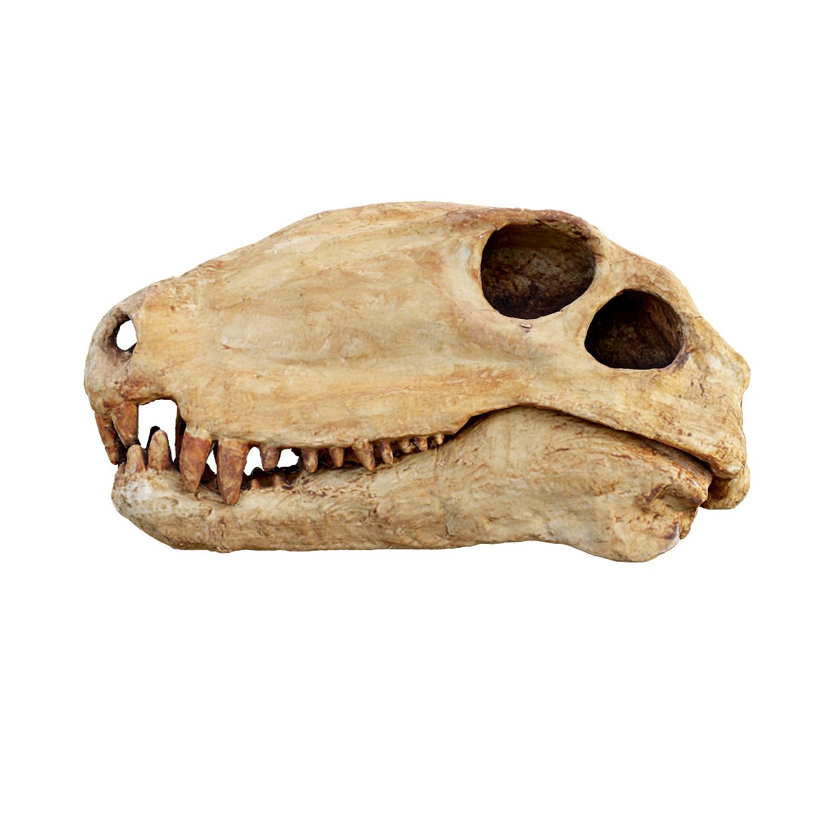 Fossil skull of Heterodontosaurus