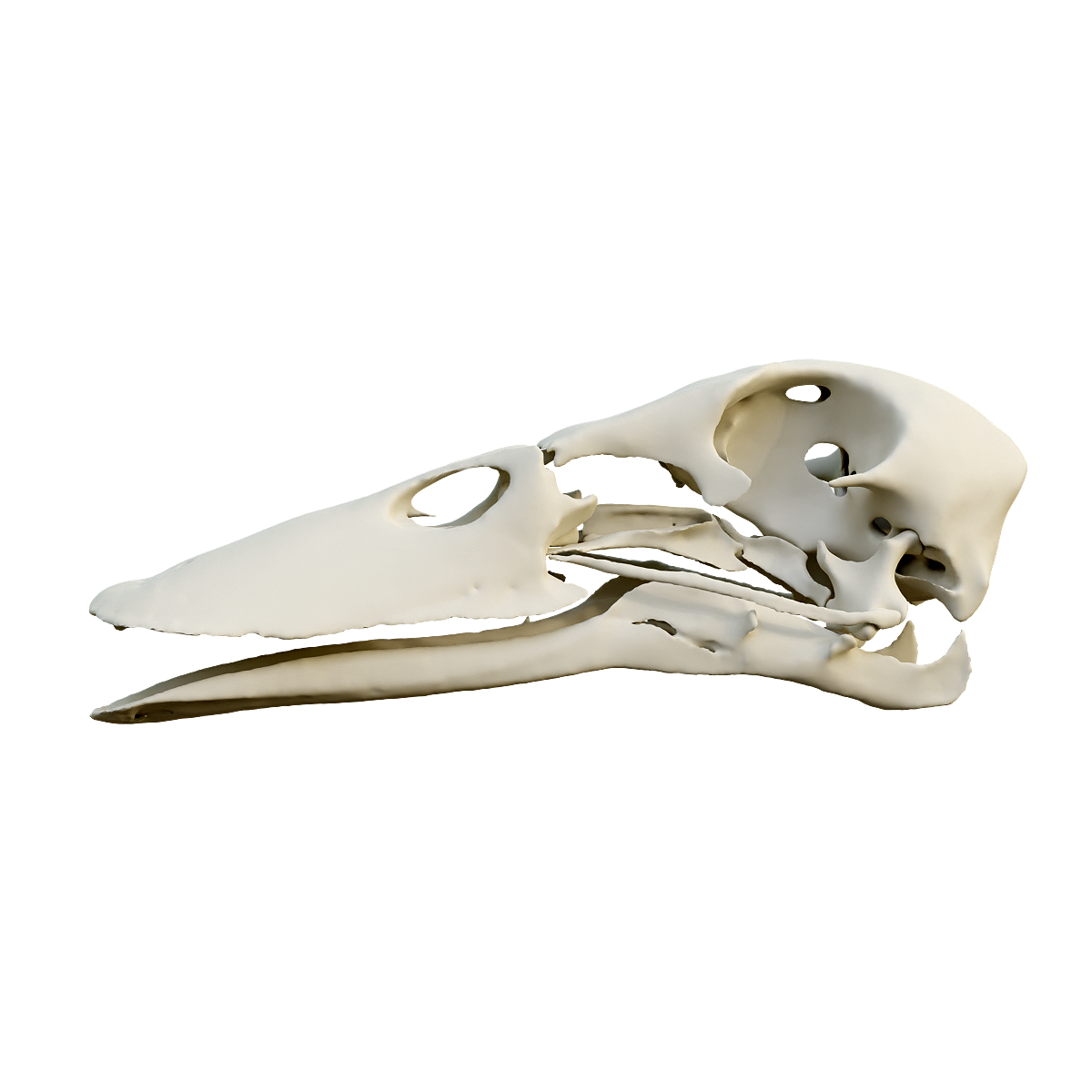 Wild duck skull