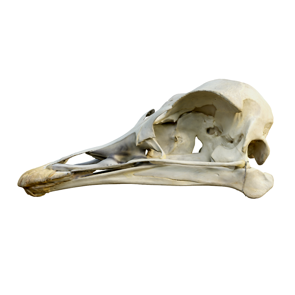 African ostrich skull