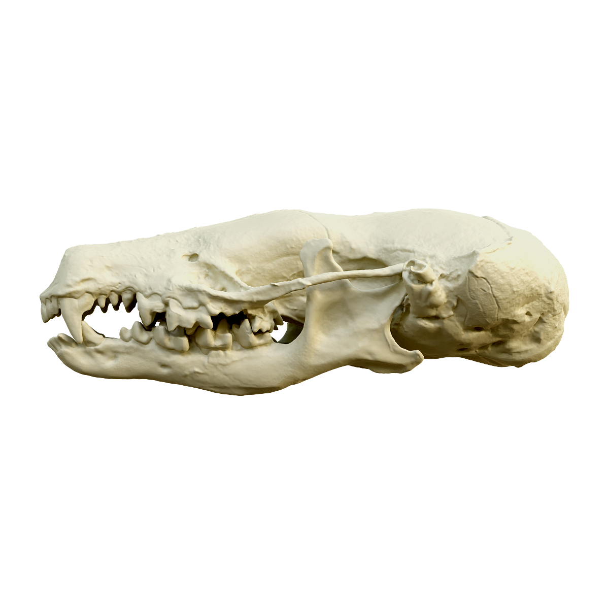Mole skull