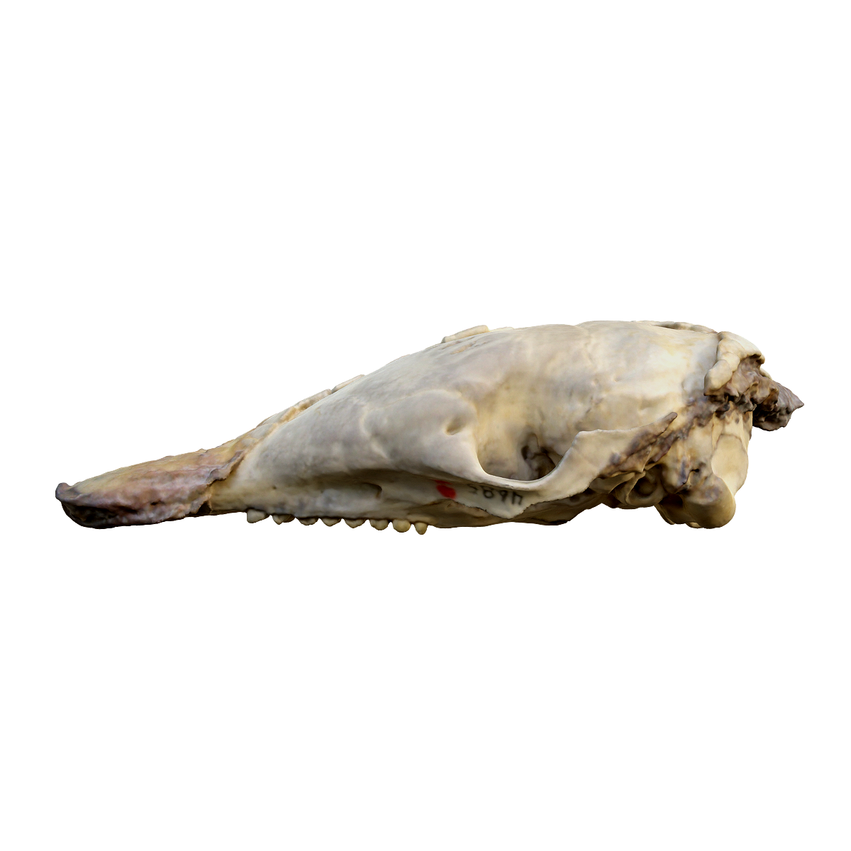 Upper skull of armadillo