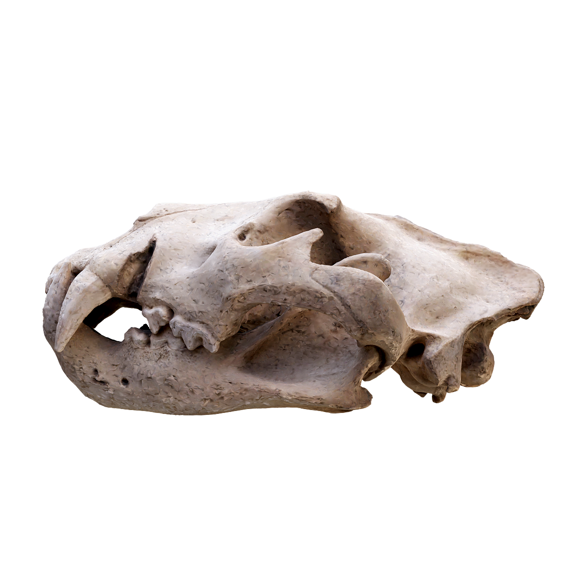 Tiger skull