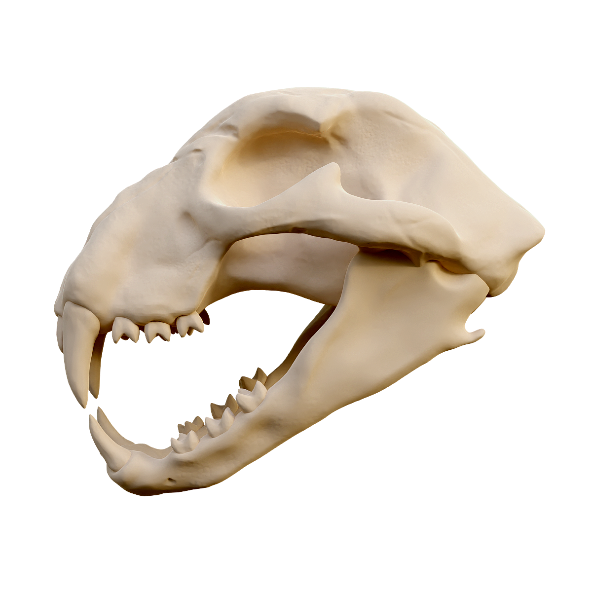 Cheetah skull