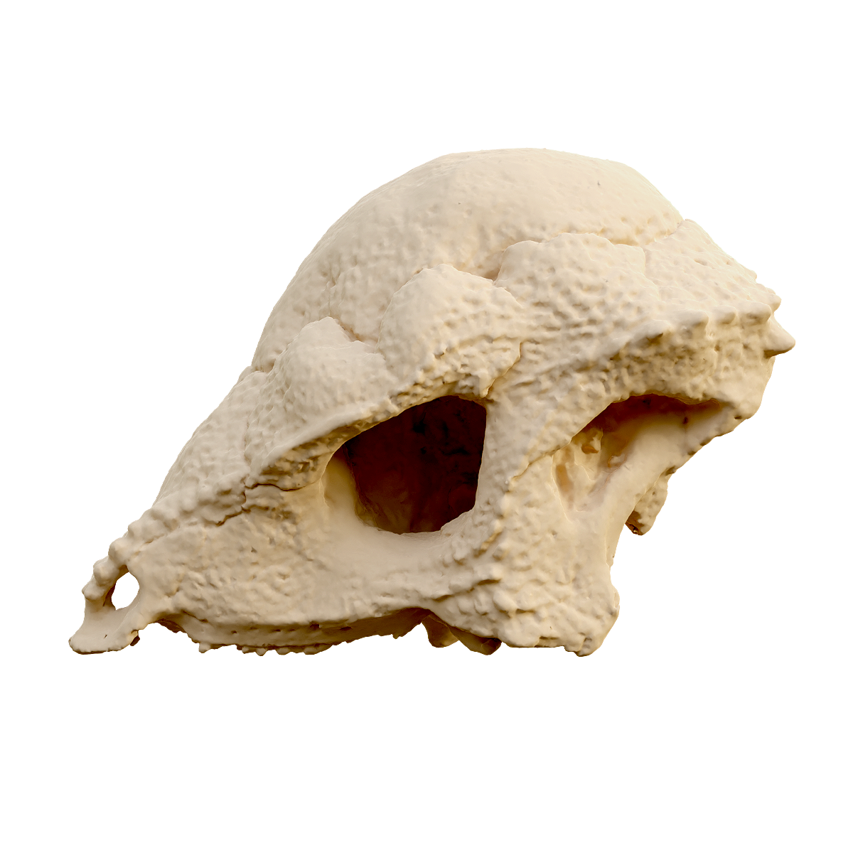 Fossil of the upper half skull of the swollen dragon