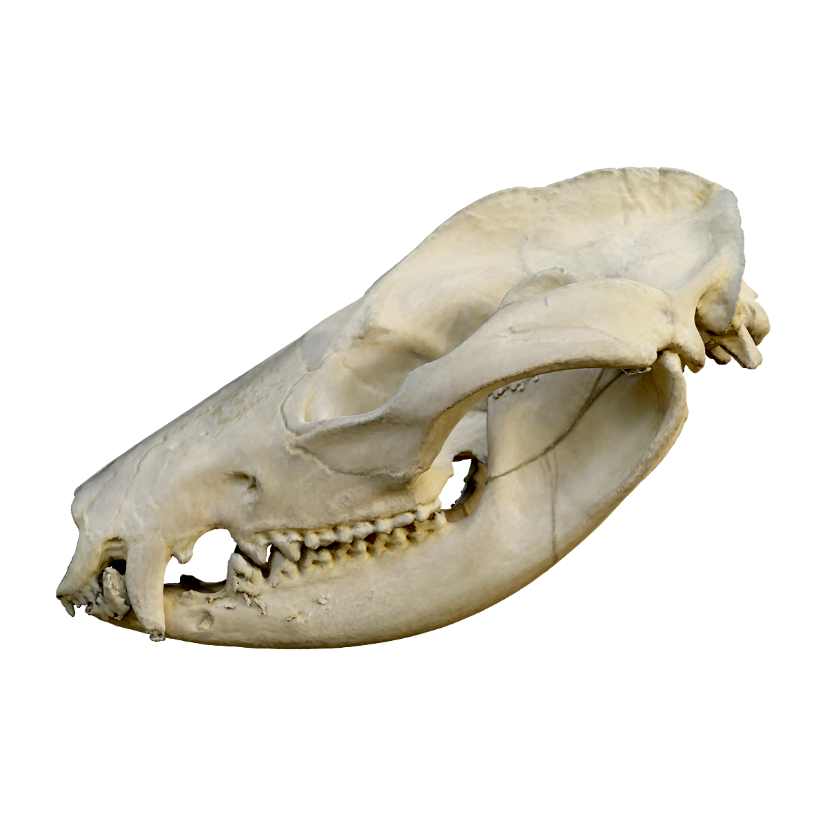 Negative rat skull