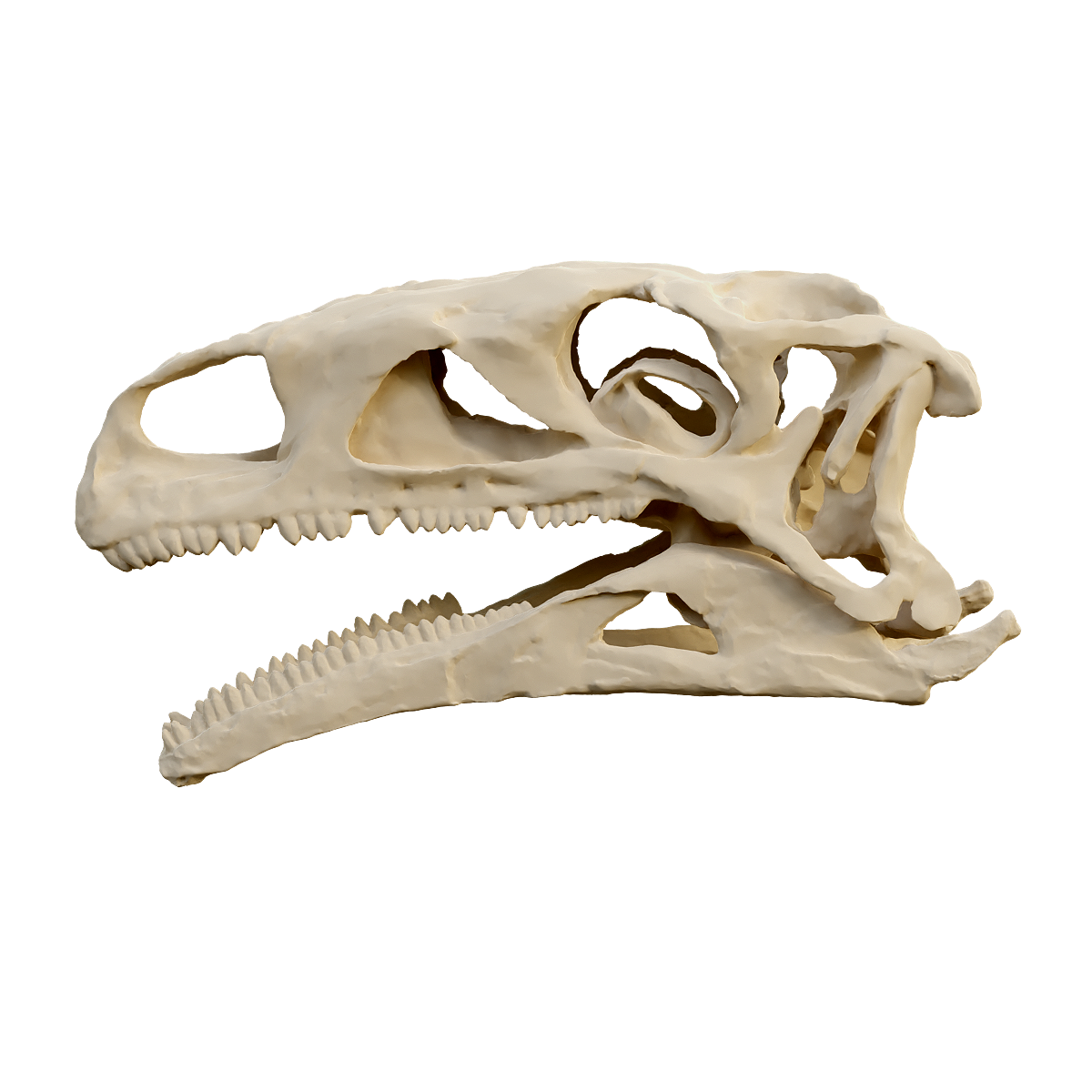 Dinosaur skull fossil
