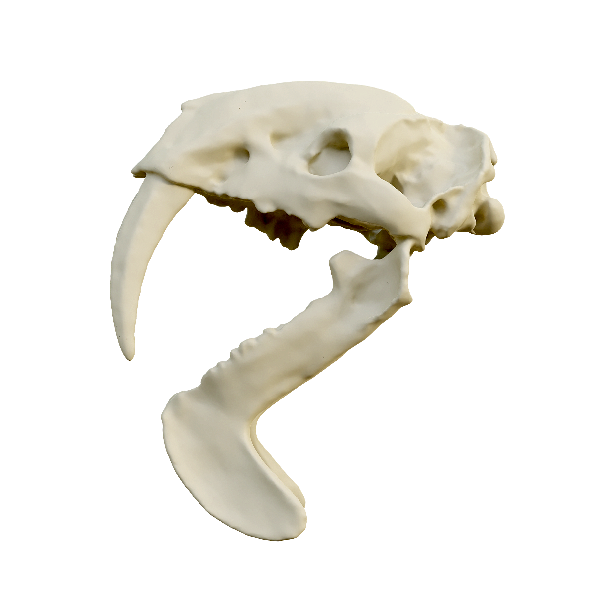 Fossil skull of saber toothed tiger