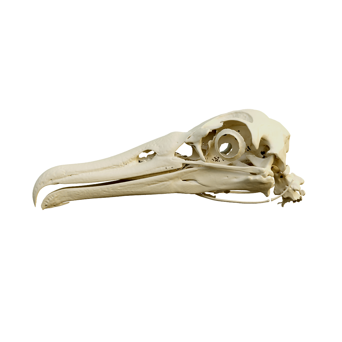 Black footed Albatross Skull