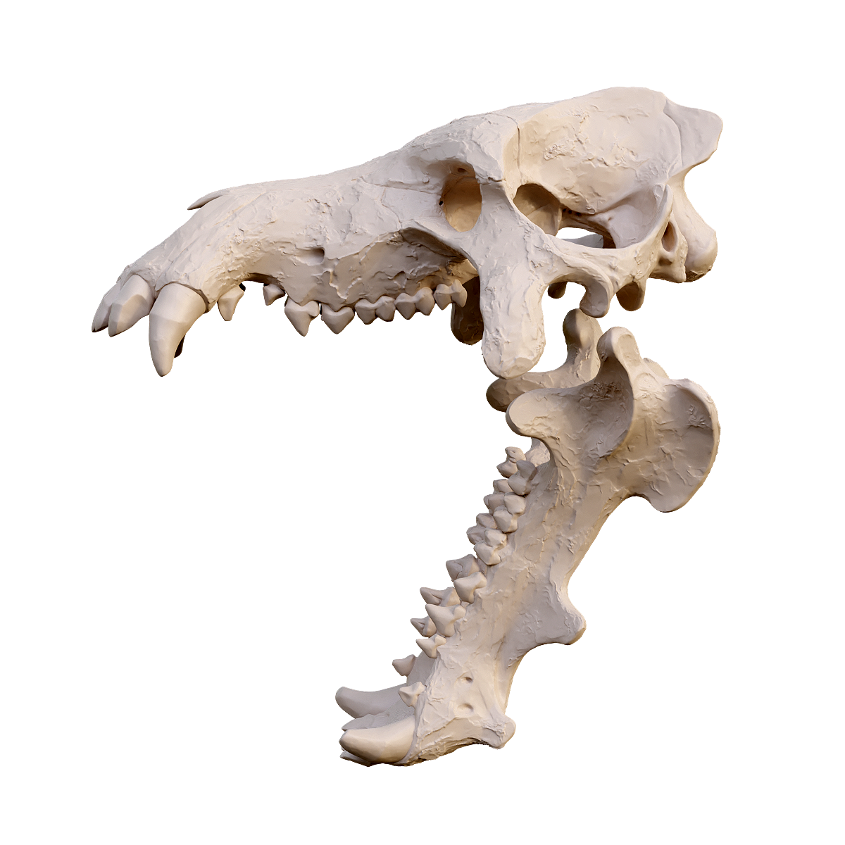 Fossil skull of terror jaw pig