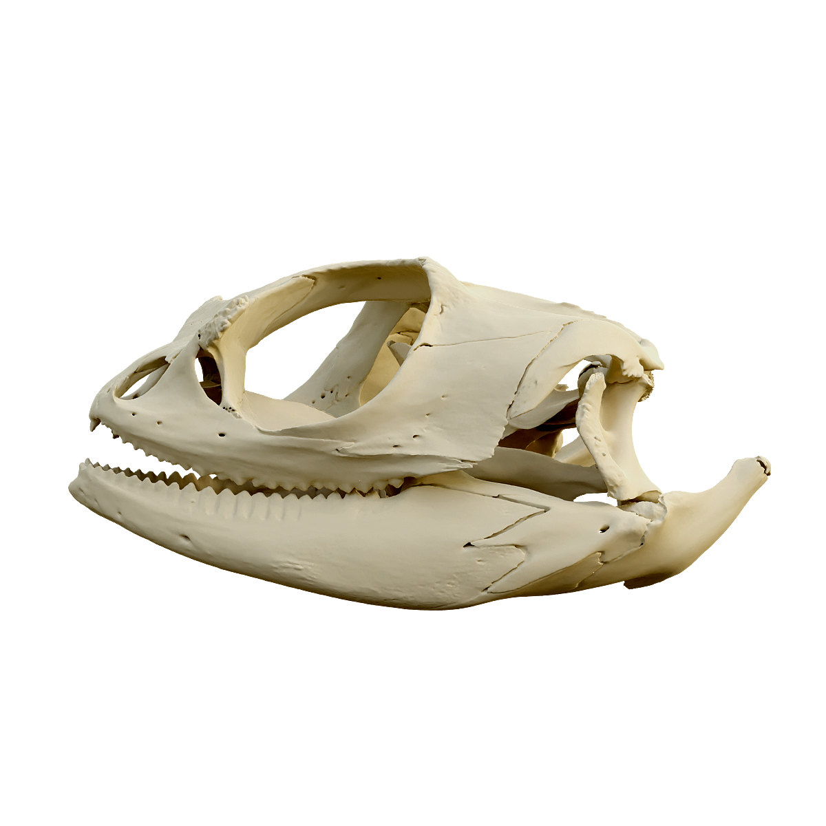 Mane lion lizard skull