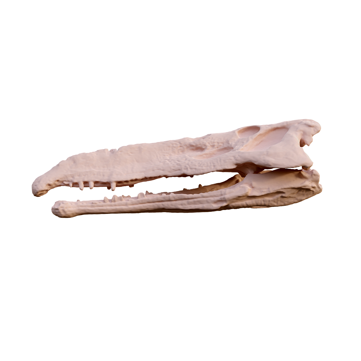Nickelosaurus skull fossil