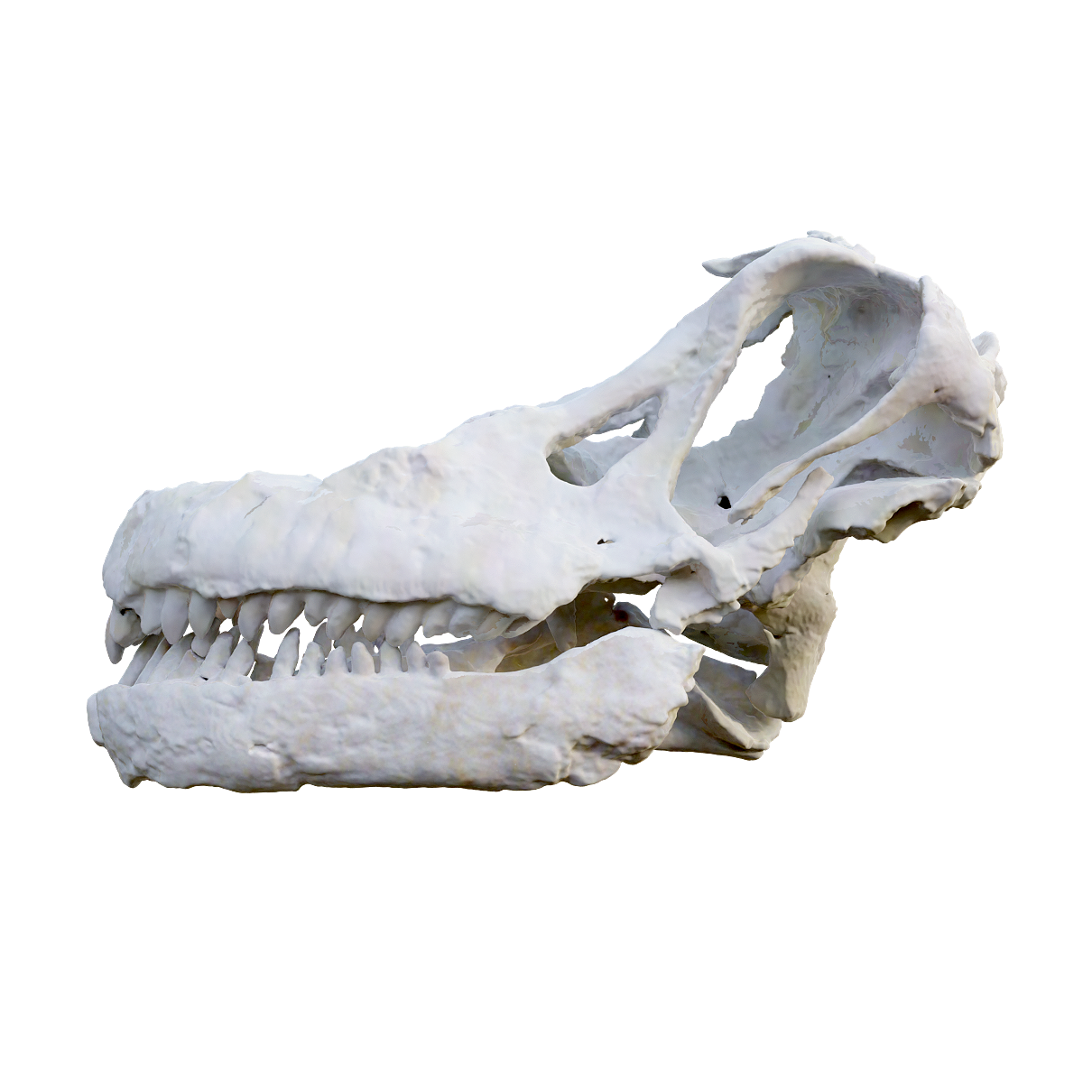 Argentine dragon head bone fossil
