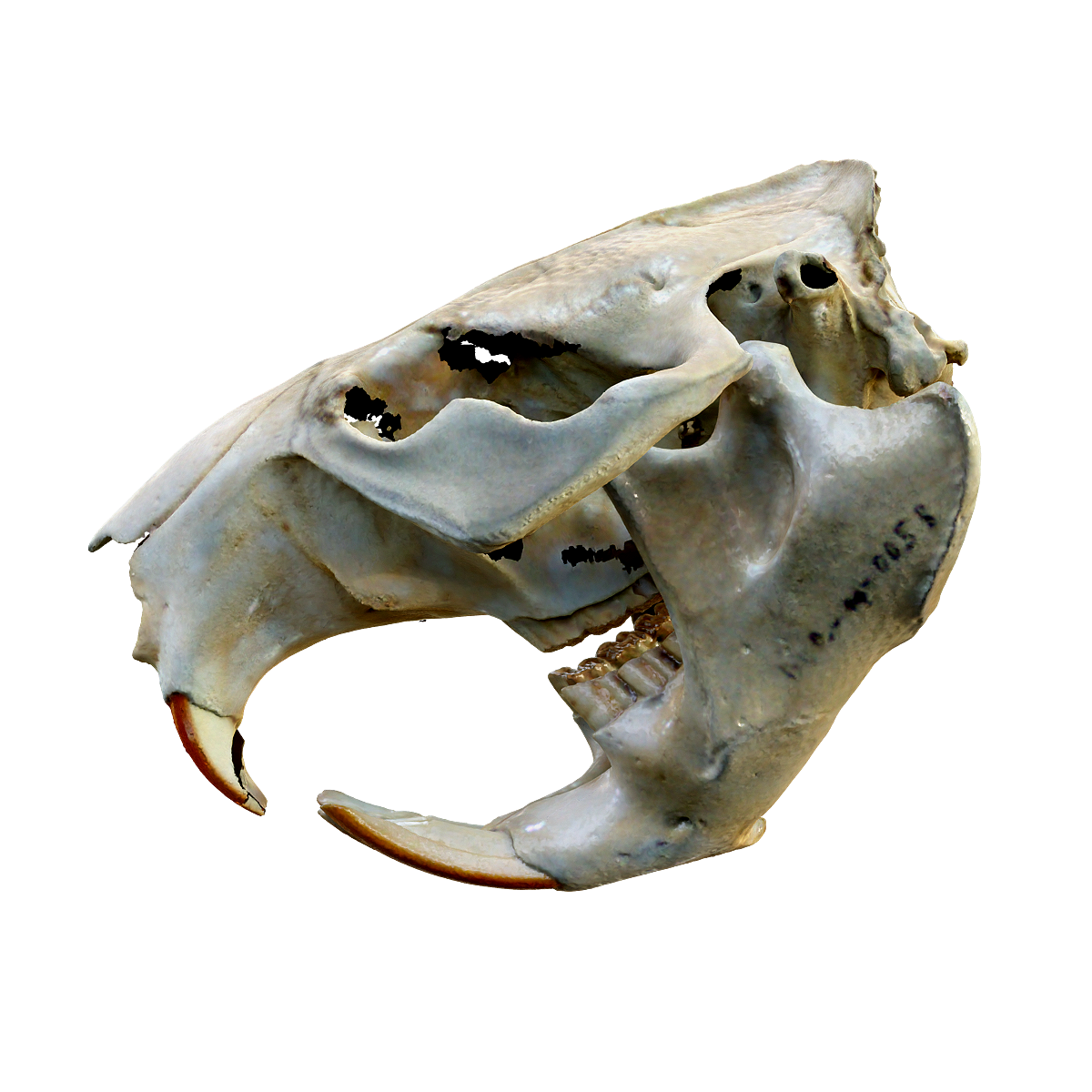 Beaver skull