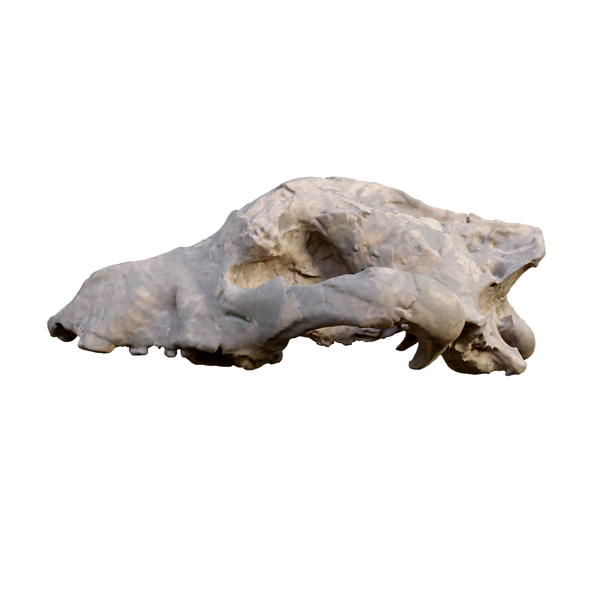 Fossil of upper half skull of upper dog