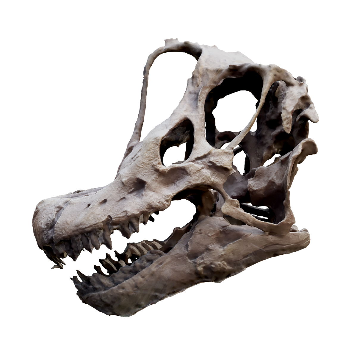 Fossil skull of Brachiosaurus