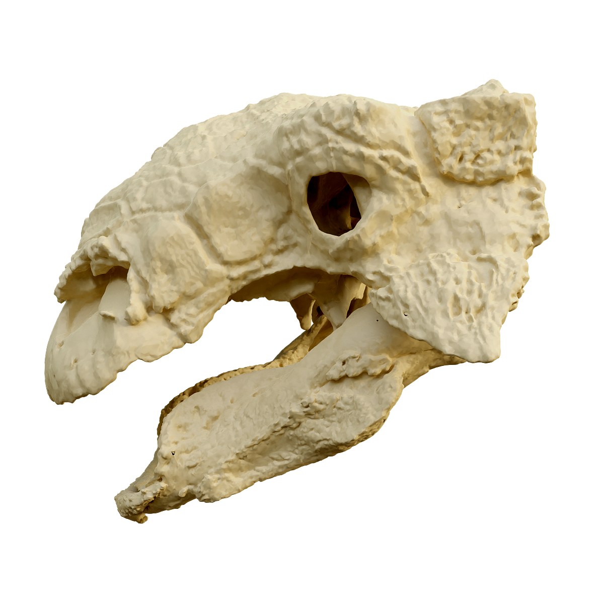 Armored Dragon Skull Fossil