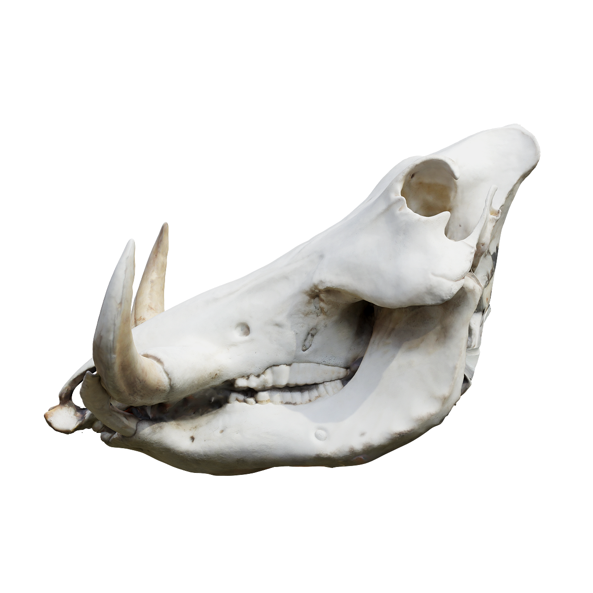 African Warthog Skull