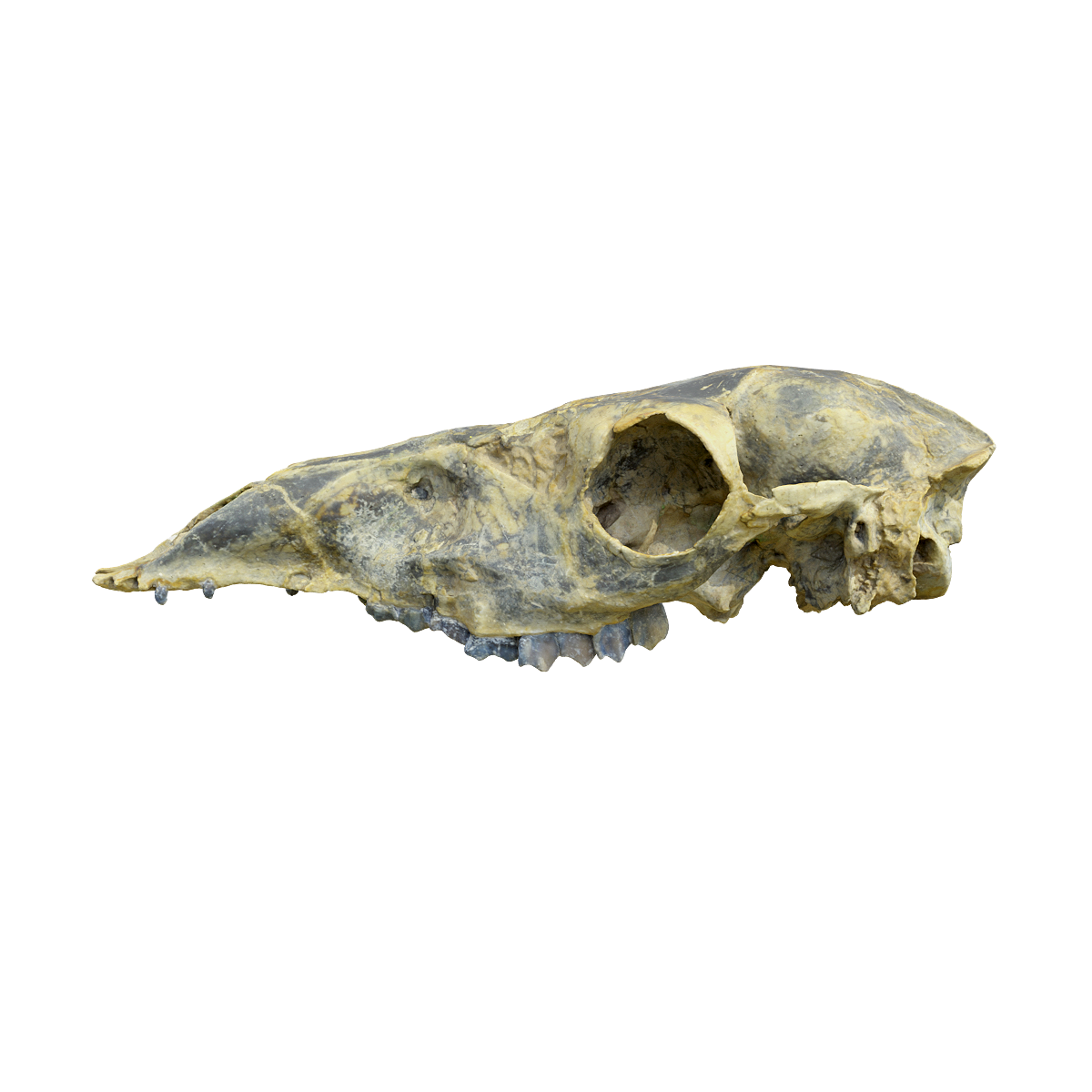 Upper skull of camel