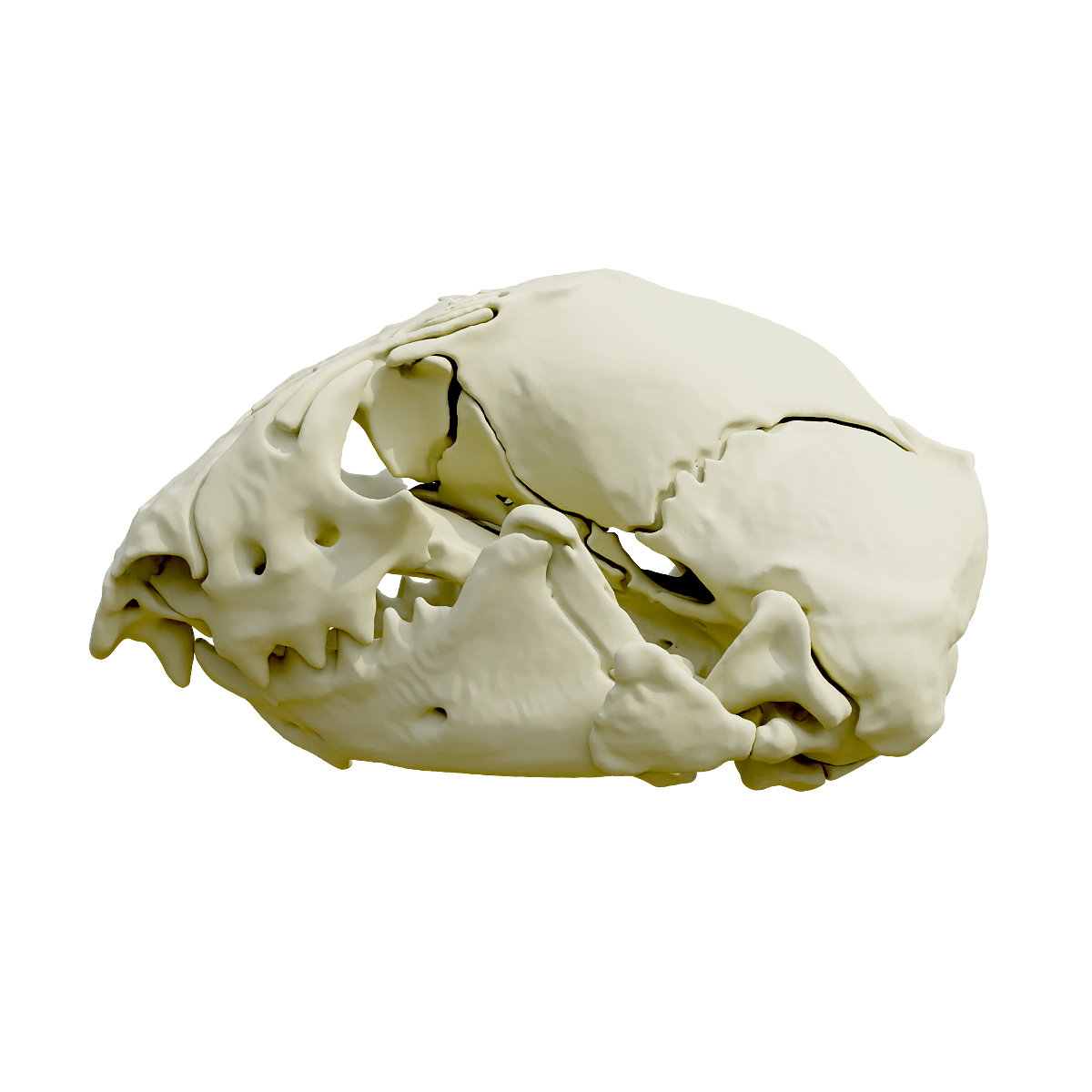 Worm lizard skull