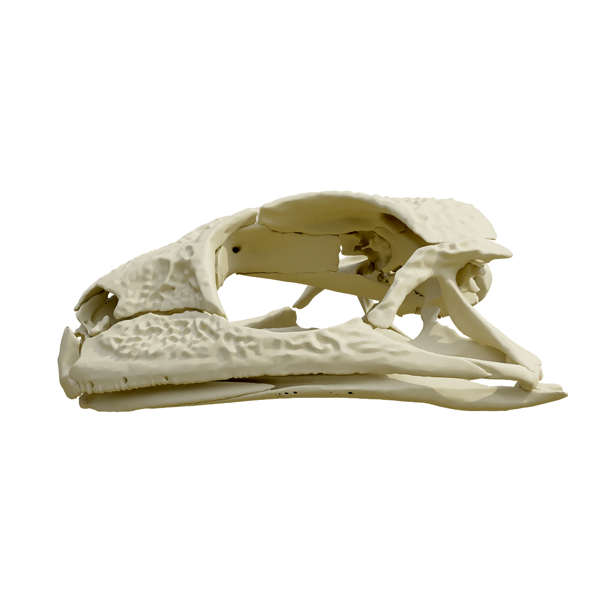 Frog skull
