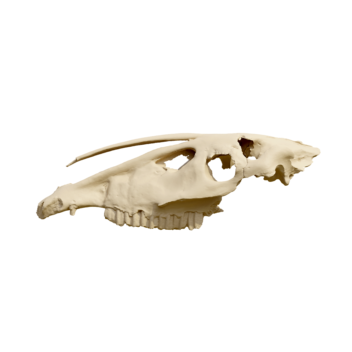 South American Half Skull Fossil