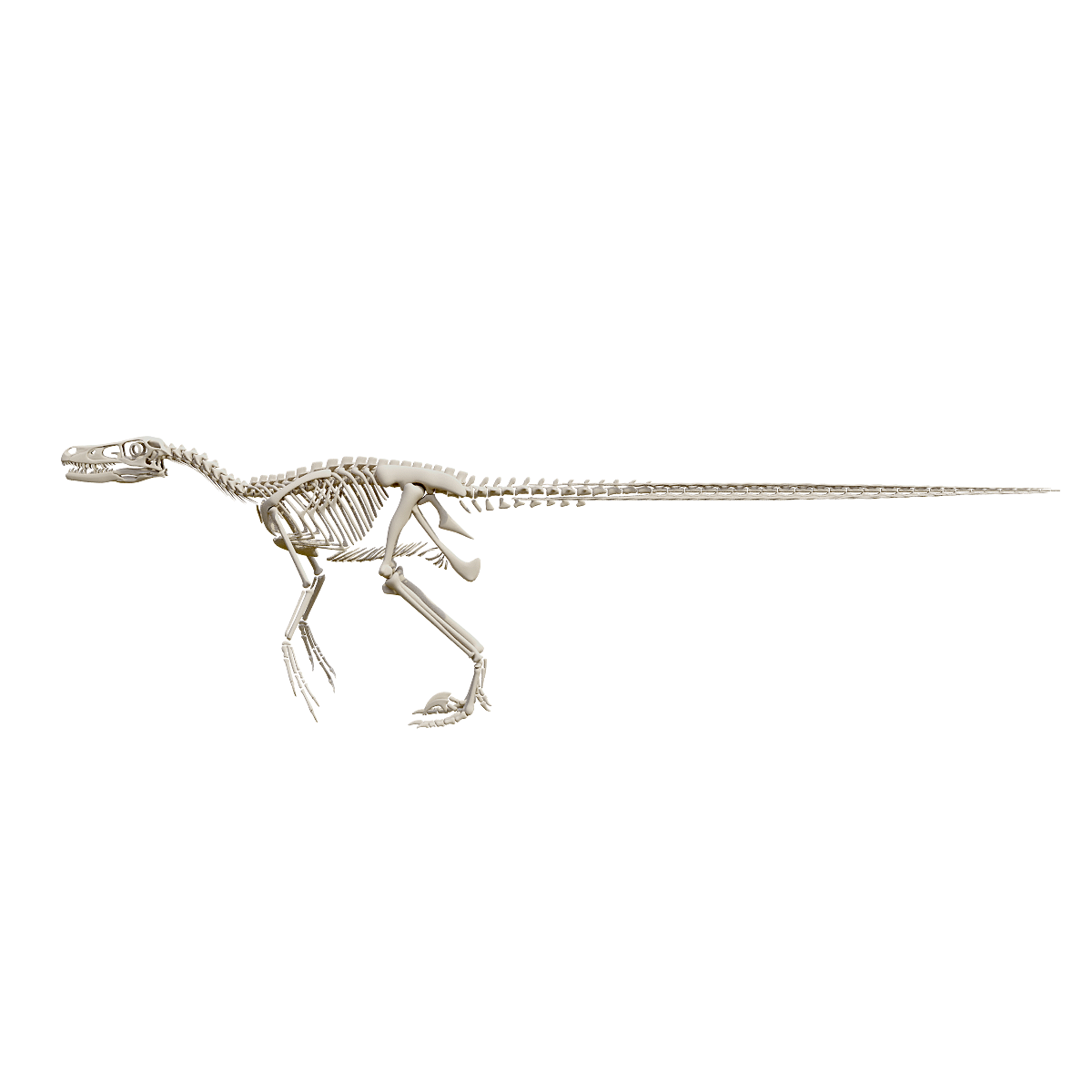 Velociraptor skeleton fossil