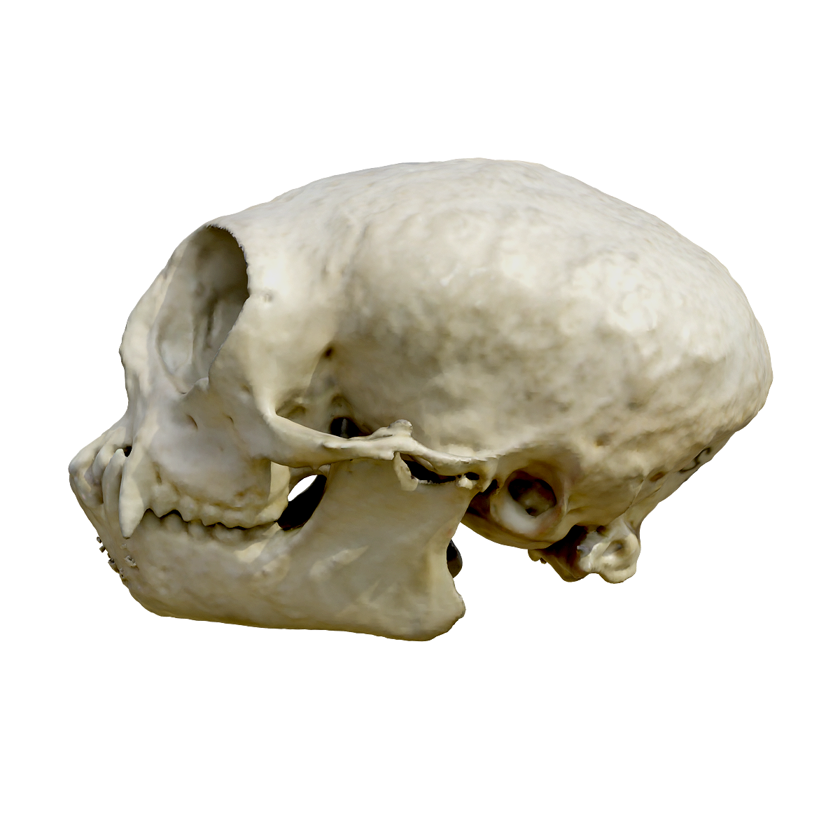 Huangxiangliu Monkey Skull