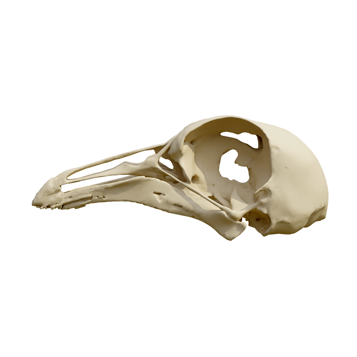 Pigeon skull