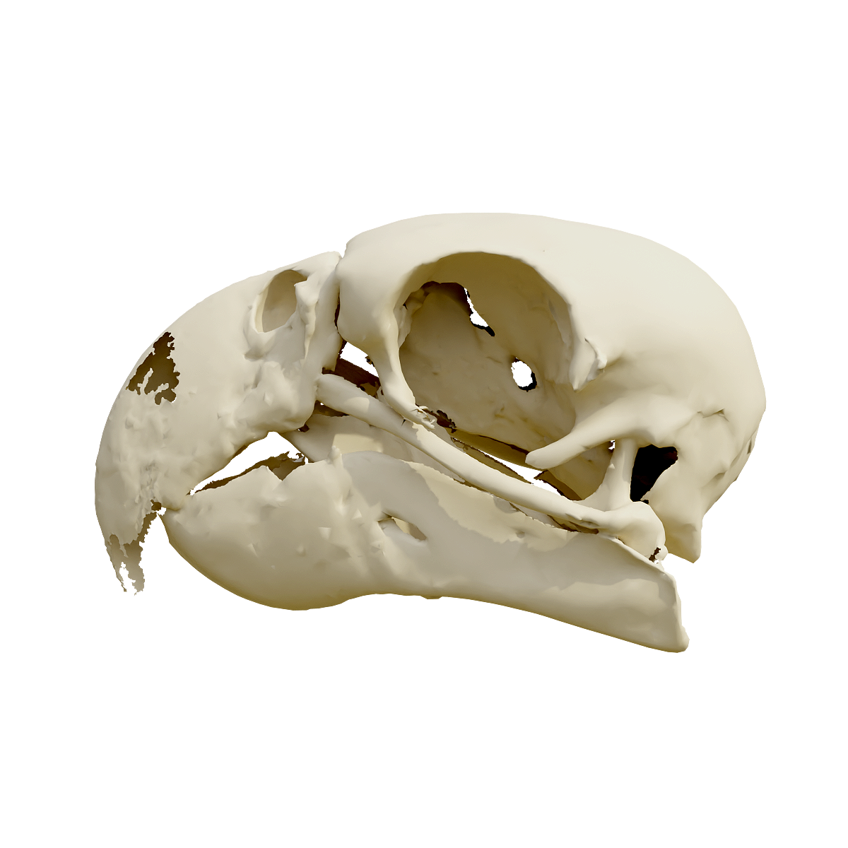 Amazon parrot skull