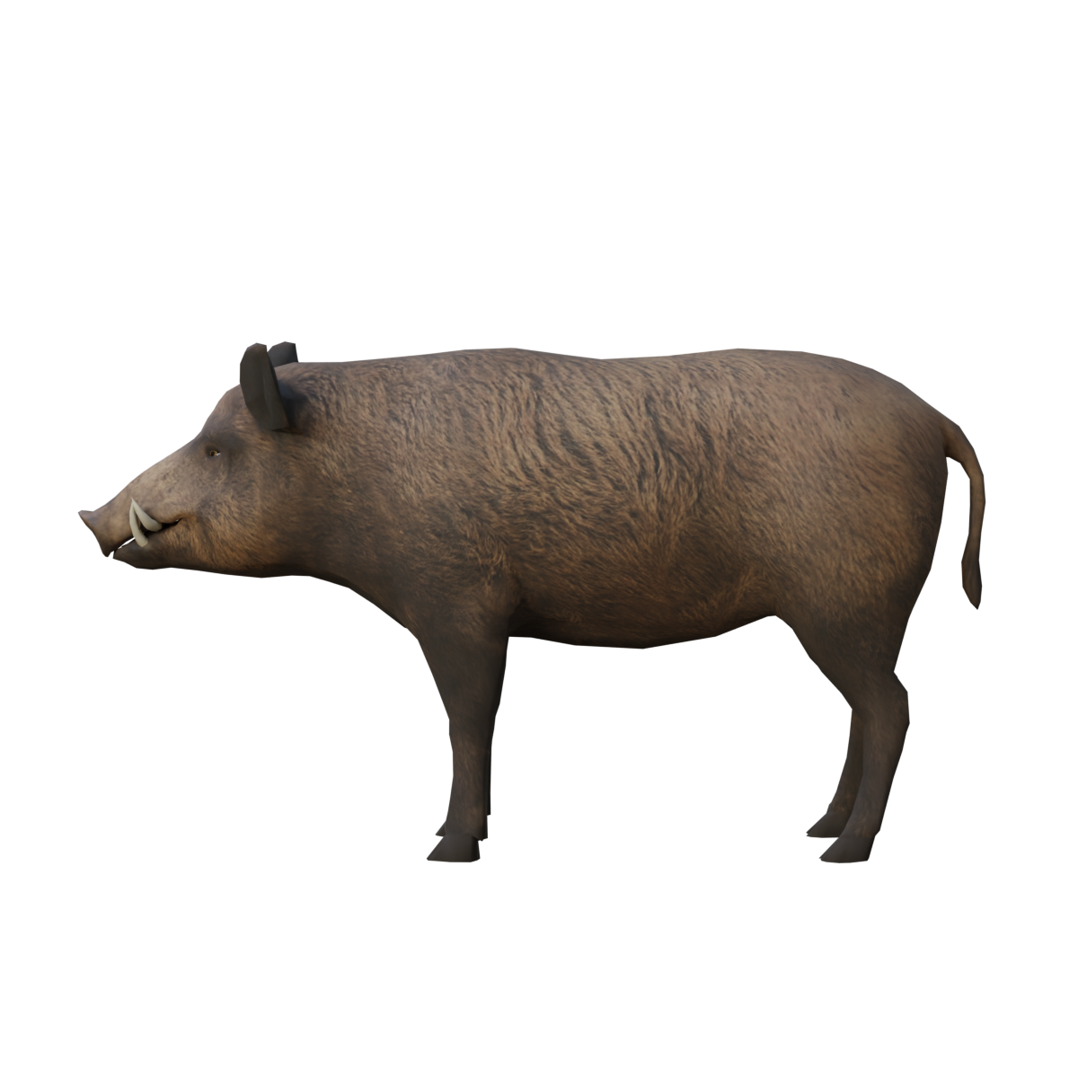 wild boar