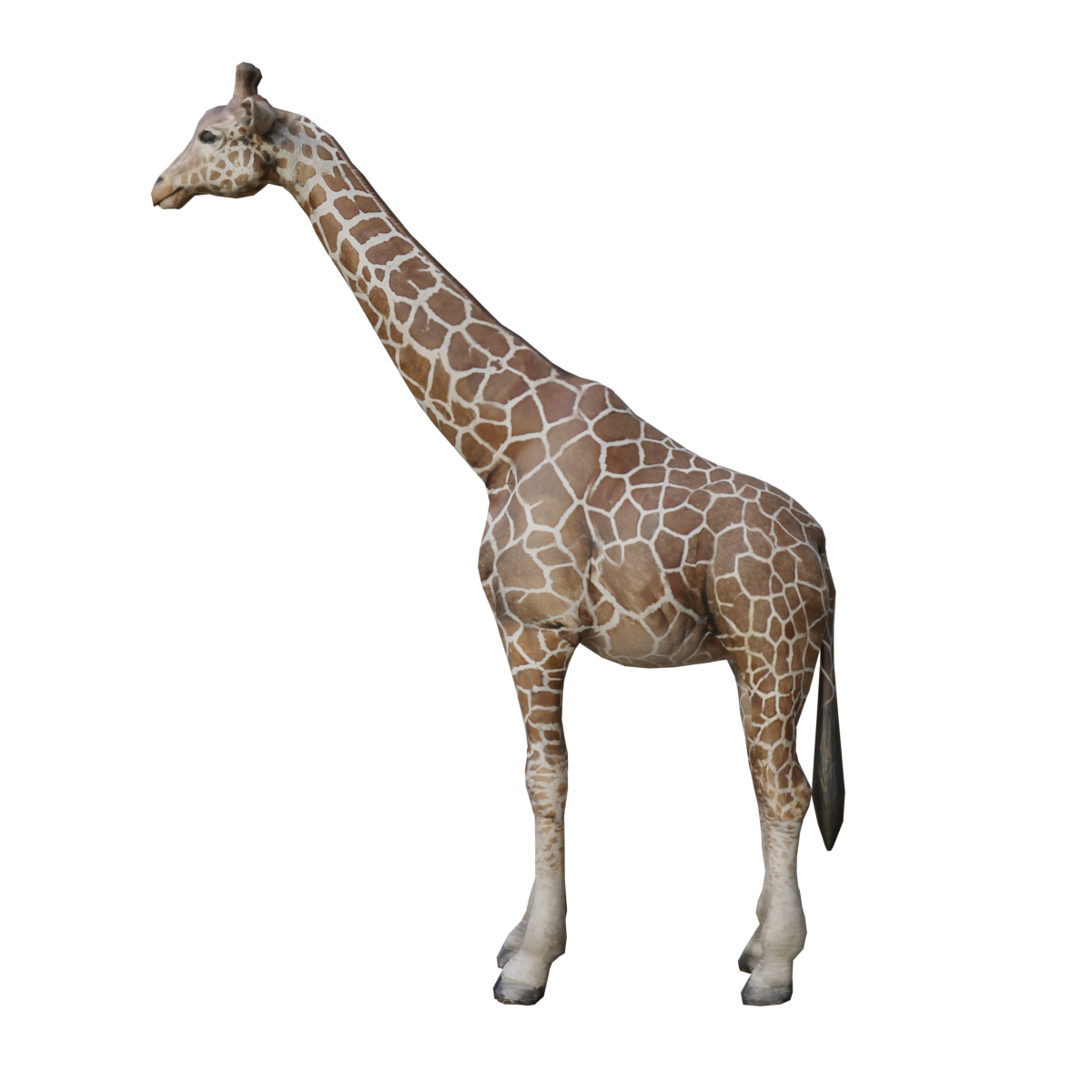 giraffe